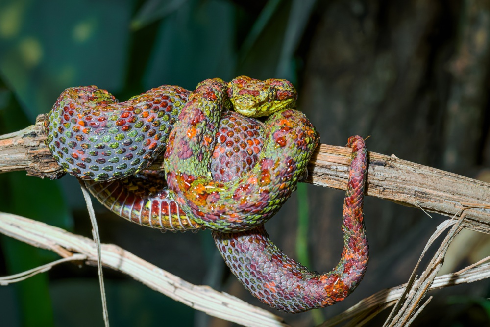 Dospělý samec křovináře ostnitého. Oproti samici je o poznání štíhlejší a drobnější. Foto Petr Hamerník, Zoo Praha