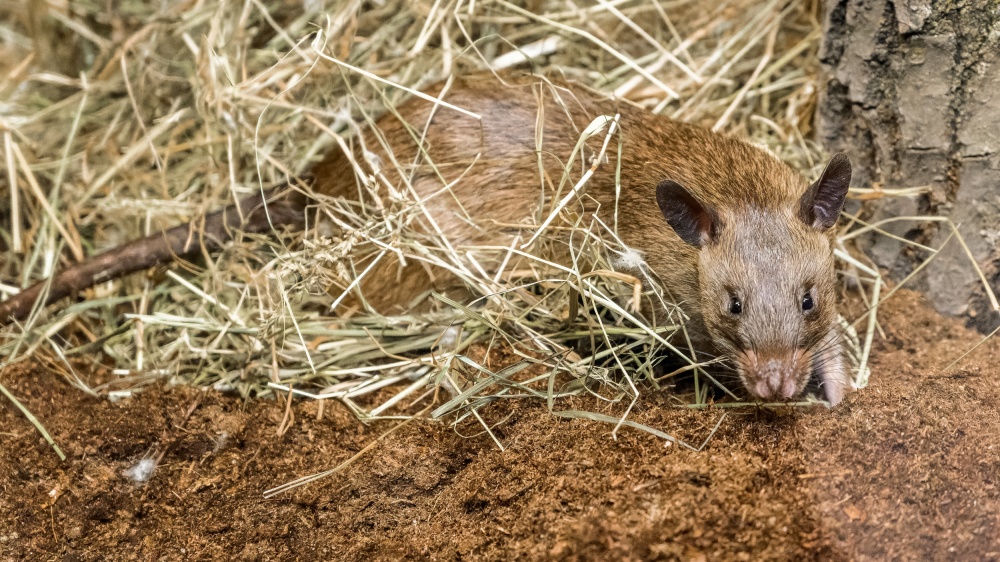 Tři samci krys obrovských již obydleli expozici, kterou budou sdílet spolu s kaloni plavými. Foto Petr Hamerník, Zoo Praha