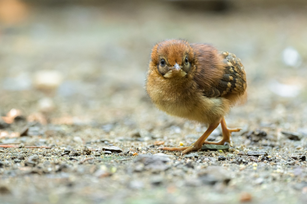 Cabot’s tragopan is listed on the IUCN Red List of Threatened Species, and Prague Zoo keeps its European Stud Book. This makes this year’s chicks even more precious. Photo Petr Hamerník, Prague Zoo