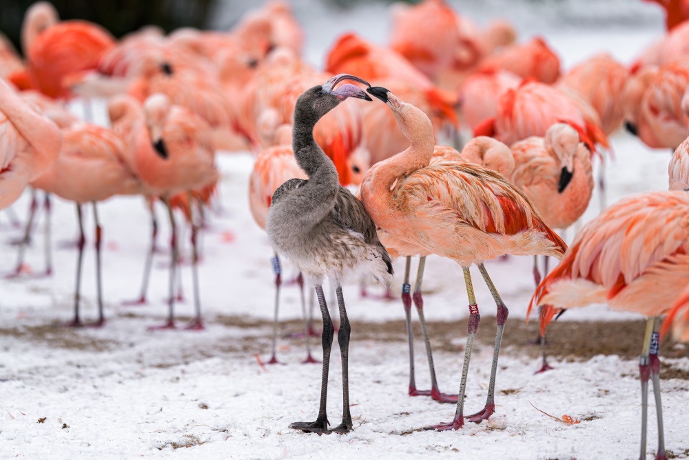 Plameňáci dávají přednost pobytu venku i ve sněhu. Načechrané peří je ohřívá a nohy je nezebou díky pozoruhodně uspořádanému krevnímu oběhu. Na snímku je letošní mládě plameňáka chilského. Foto Petr Hamerník, Zoo Praha