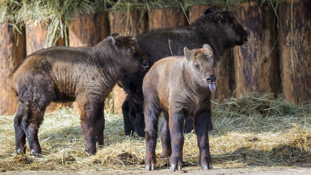 Dvanáct drobných kopýtek právě dovádí v horní části zoo u takinů indických. Tři samečci se narodili v průběhu března. Foto Petr Hamerník, Zoo Praha
