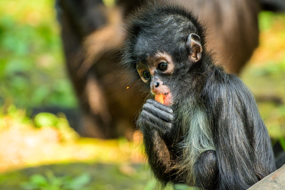 Tiko has tried tasting solid food.  In addition to vegetables such as carrots, spinach, tomatoes and cucumbers, unlike most other primates, chimpanzees also regularly receive fruit - apples, pears or peaches.  Photo by Petr Hamerník, Prague Zoo