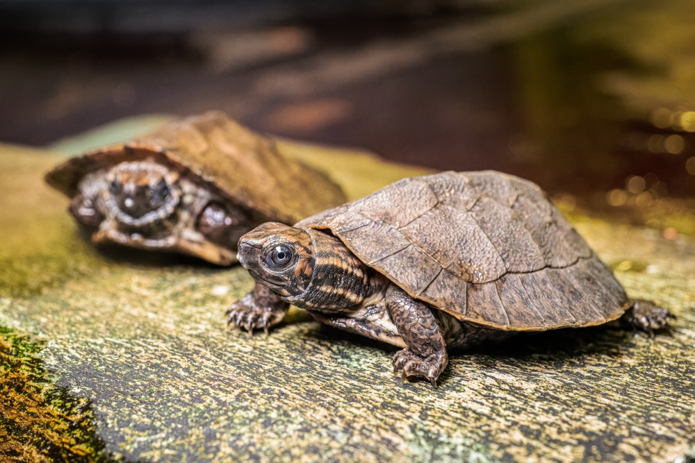 V Zoo Praha se v listopadu vylíhla už čtyři mláďata želvy záhadné. Jde o první pražská mláďata tohoto tajuplného druhu od roku 2018. Vědci přitom tento druh popsali teprve před patnácti lety. Foto Petr Hamerník, Zoo Praha