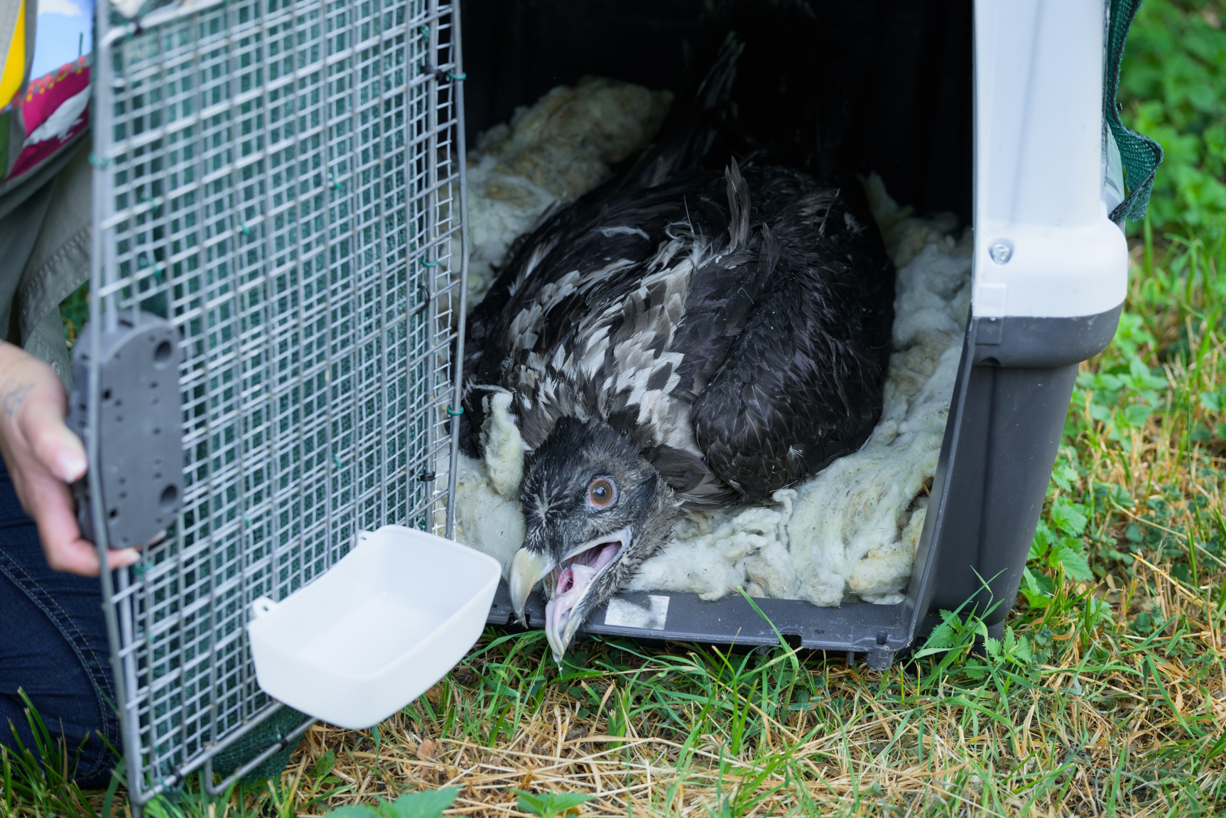 Vystlaná přepravní bedna se vzácným nákladem těsně před odjezdem do rakouského Haringsee. Foto Petr Hamerník, Zoo Praha Vystlaná přepravní bedna se vzácným nákladem těsně před odjezdem do rakouského Haringsee. Foto Petr Hamerník, Zoo Praha