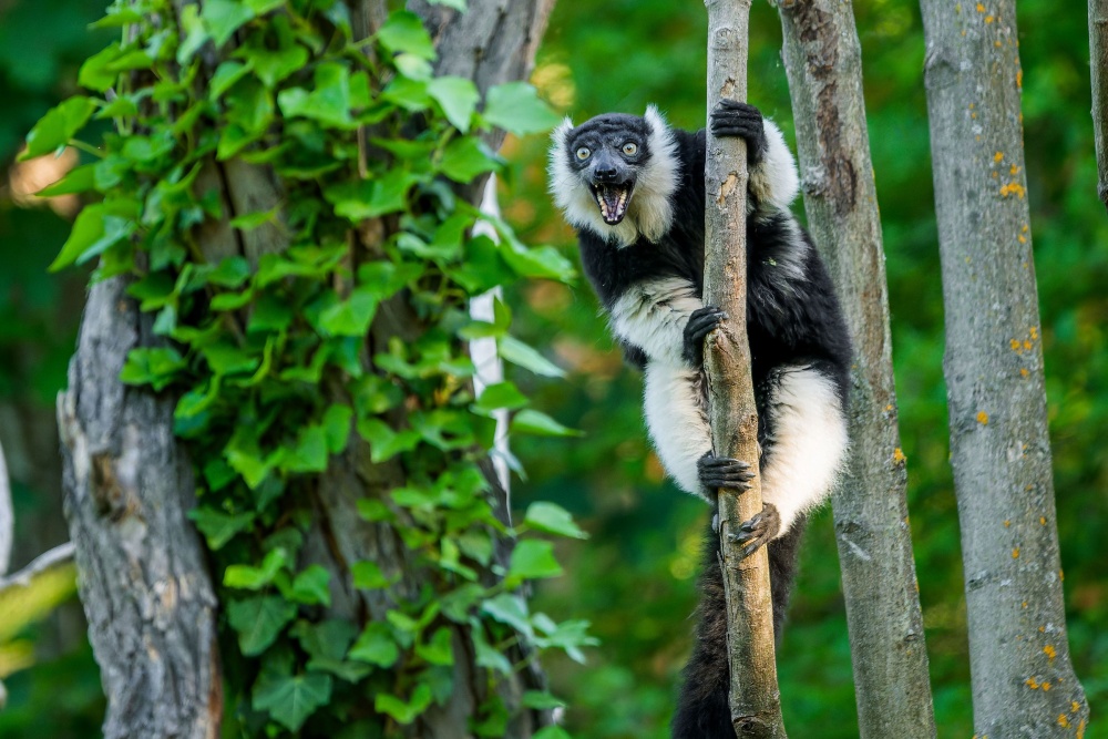Bezpečnost návštěvníků i zvířat dozorují pracovníci Zoo Praha. Zvířata samozřejmě není možné krmit ani se jich dotýkat. Foto Petr Hamerník, Zoo Praha Bezpečnost návštěvníků i zvířat dozorují pracovníci Zoo Praha. Zvířata samozřejmě není možné krmit ani se jich dotýkat. Foto Petr Hamerník, Zoo Praha
