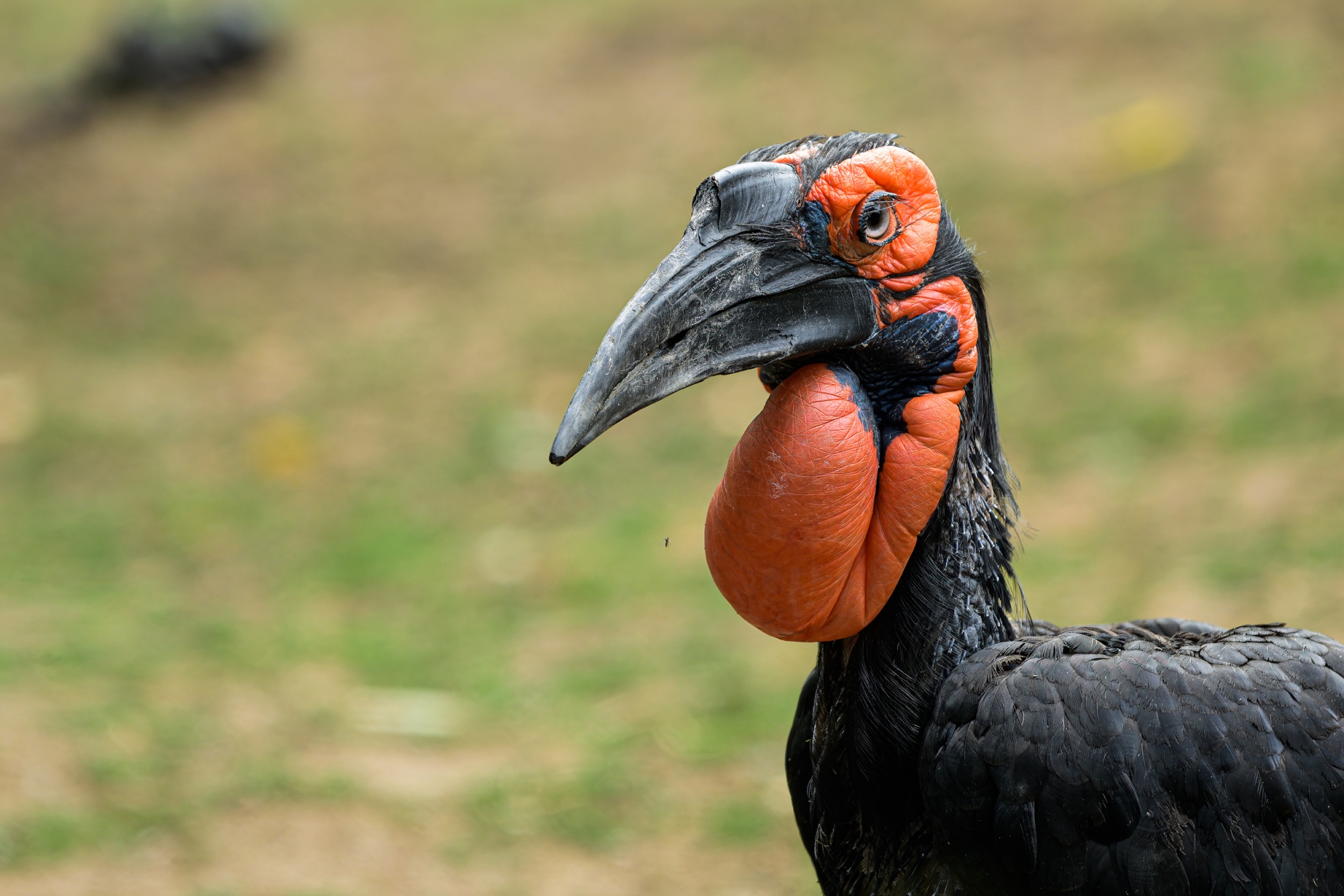 Dospělý zoborožec kaferský má černé peří s červenými lysinami a laloky na hlavě. Samice má na hrdle modrofialové zbarvení. Foto Petr Hamerník, Zoo Praha Dospělý zoborožec kaferský má černé peří s červenými lysinami a laloky na hlavě. Samice má na hrdle modrofialové zbarvení. Foto Petr Hamerník, Zoo Praha