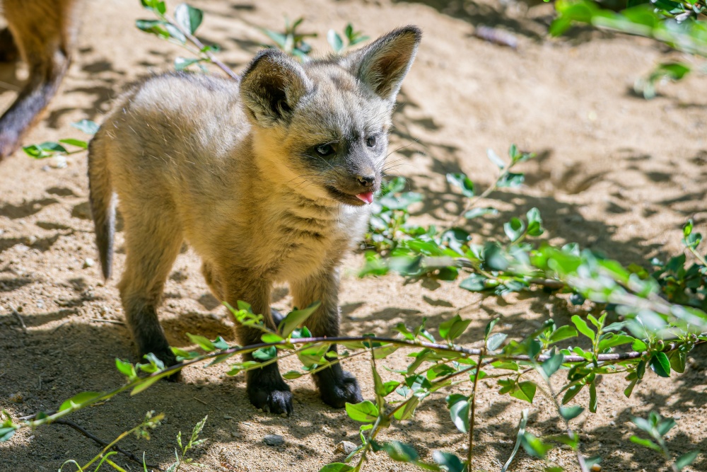 Pes ušatý má šedo-hnědé zbarvení, které doplňují černé nohy a bílý vnitřek boltců. Foto: Petr Hamerník, Zoo Praha