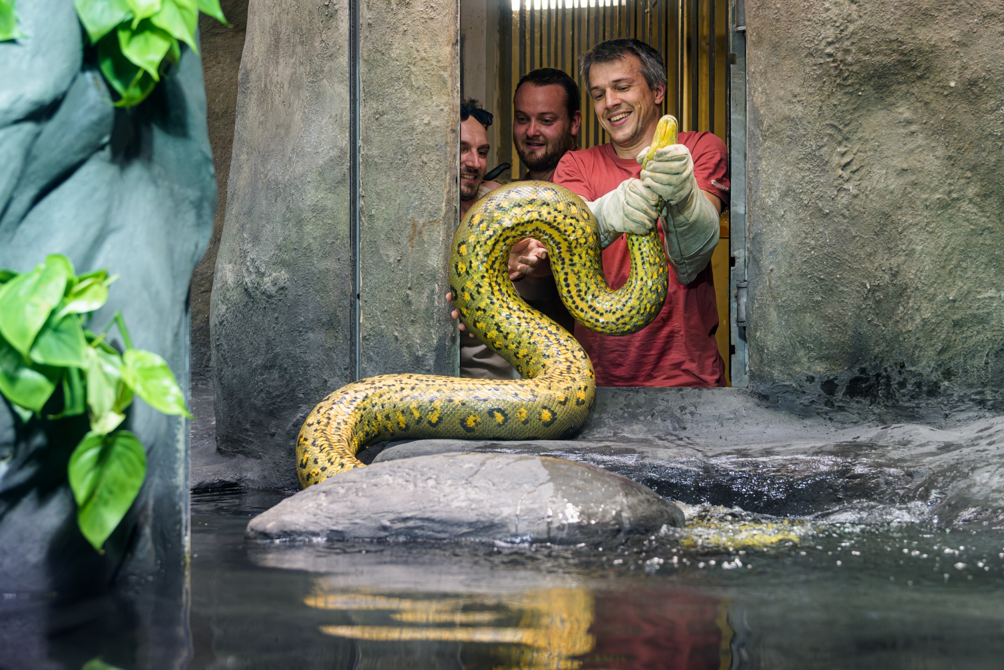 Návrat anakond do expozičního akvaterária. Foto Petr Hamerník, Zoo Praha Návrat anakond do expozičního akvaterária. Foto Petr Hamerník, Zoo Praha