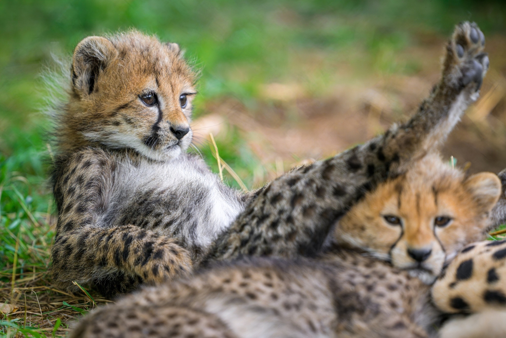 Young cheetahs are greyish compared with adults, but they have their characteristic spotted pattern from birth. Photo: Petr Hamerník, Prague Zoo Young cheetahs are greyish compared with adults, but they have their characteristic spotted pattern from birth. Photo: Petr Hamerník, Prague Zoo