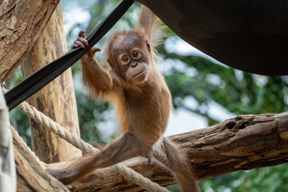 During the warm days of summer Kawi won the hearts of many a visitor with his acrobatics in the outdoor enclosure. Photo Oliver Le Que, Prague Zoo