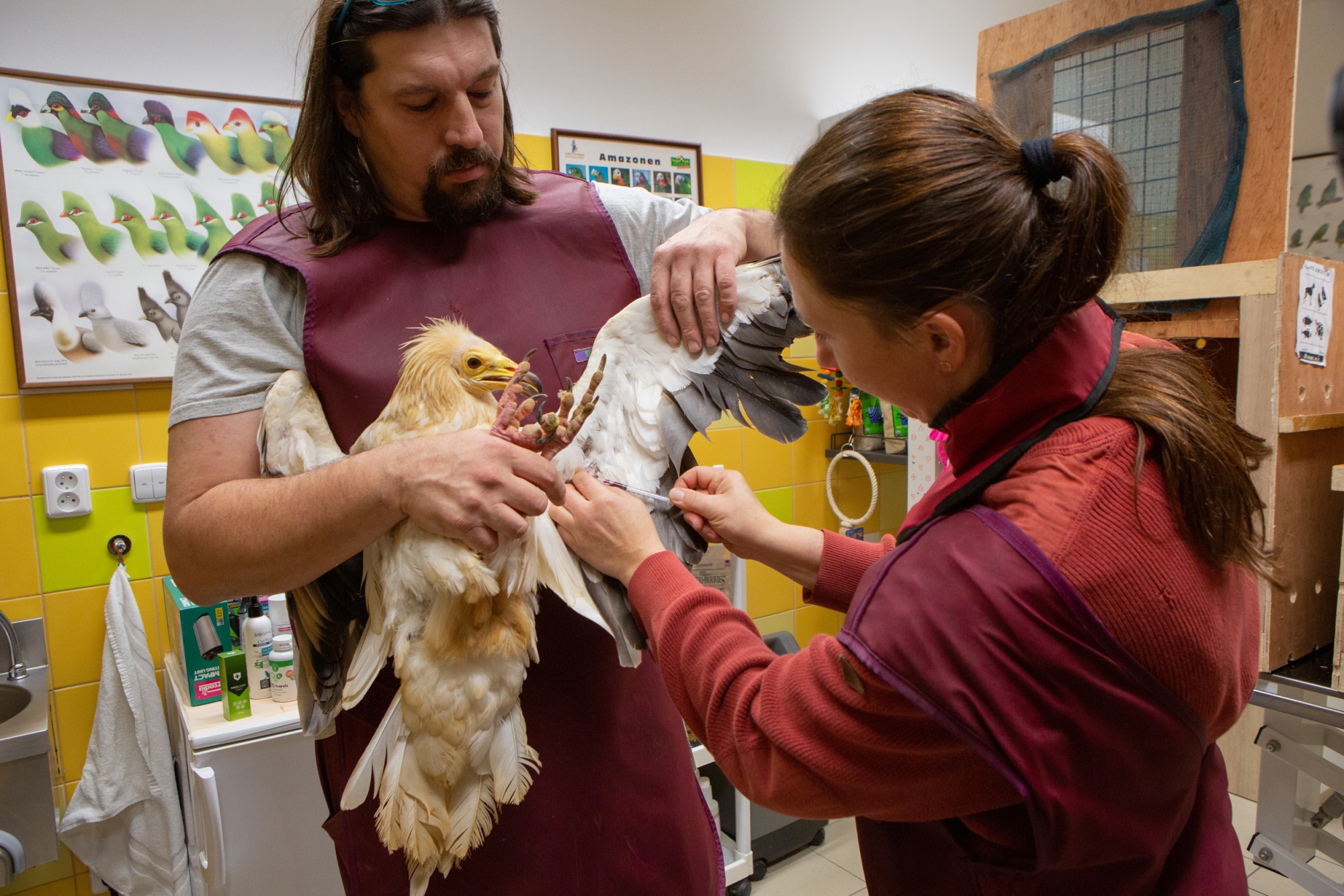 Veterinární kontrola supů dovezených z Libanonu rukama kurátora ptáků Antonína Vaidla a veterinářky Heleny Vaidlové (Snímek je ilustrační, je na něm zachycen jiný sup mrchožravý transportovaný z Libanonu. Nejde tedy o otce mláděte, samce Broka.). Foto Tereza Mrhálková, Zoo Praha Veterinární kontrola supů dovezených z Libanonu rukama kurátora ptáků Antonína Vaidla a veterinářky Heleny Vaidlové (Snímek je ilustrační, je na něm zachycen jiný sup mrchožravý transportovaný z Libanonu. Nejde tedy o otce mláděte, samce Broka.). Foto Tereza Mrhálková, Zoo Praha