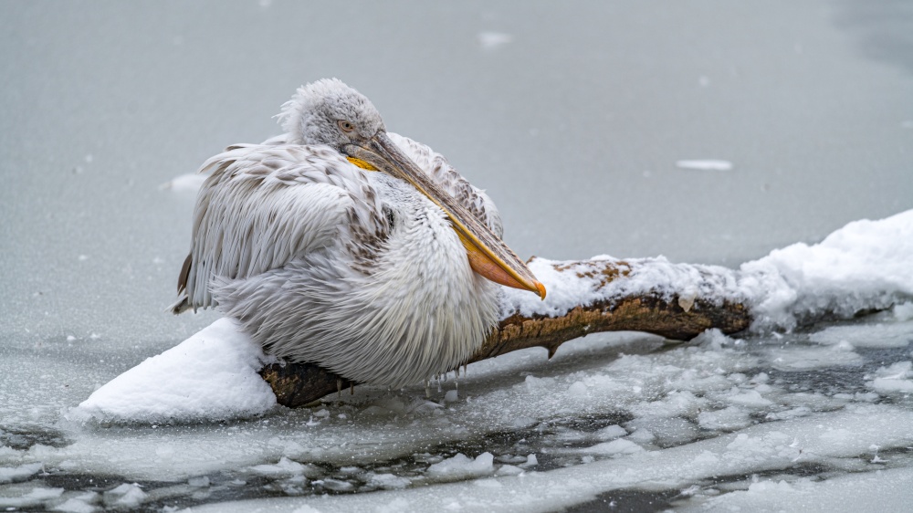 Pelikán kadeřavý. Foto Petr Hamerník, Zoo Praha