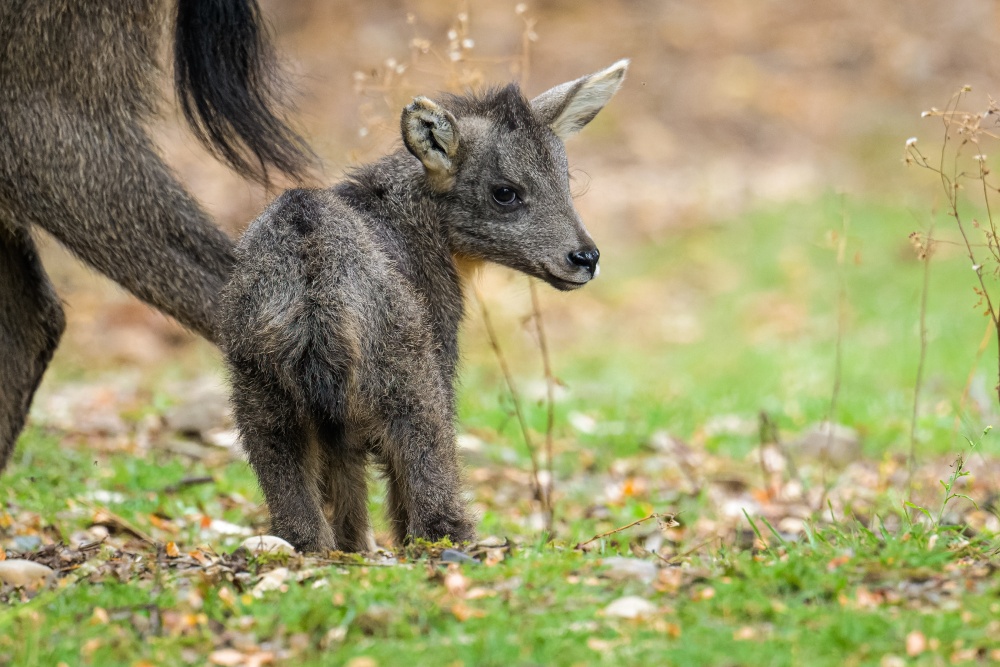 Třítýdenní sameček gorala sečuánského v Zoo Praha je letošním jediným evropským přírůstkem tohoto druhu. Foto Petr Hamerník, Zoo Praha