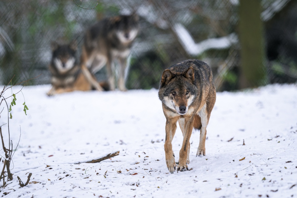 Vlci eurasijští patří k nejotužilejším obyvatelům Zoo Praha. Na rozdíl od ledních medvědů svou suchou vnitřní ubikaci prakticky nevyužívají. Ani v té největší nepřízni počasí na sobě chlad nenechají znát. Díky speciálnímu uspořádání srsti, která na klíčových místech těla vytváří jakýsi pláštík, spatří lidé Grima, Geenu a jejich dceru Hati venku neustále. Foto Petr Hamerník, Zoo Praha