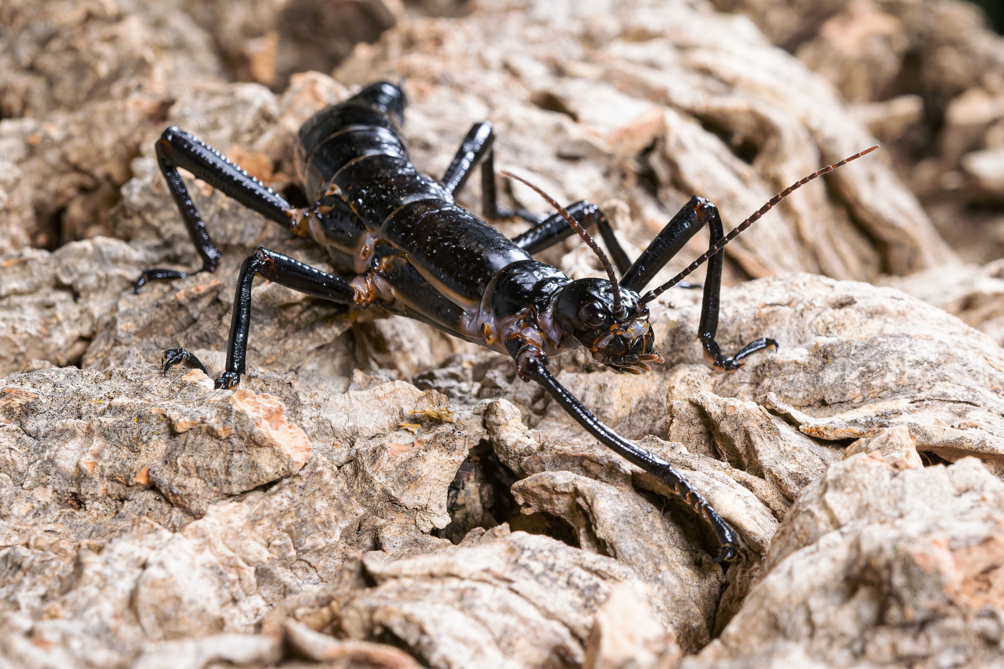 Males differ from females (pictured) in several ways, including the more pronounced spines on their hind legs. The differences between the sexes become visible after approximately the fourth moult. Photo: Petr Hamerník, Prague Zoo