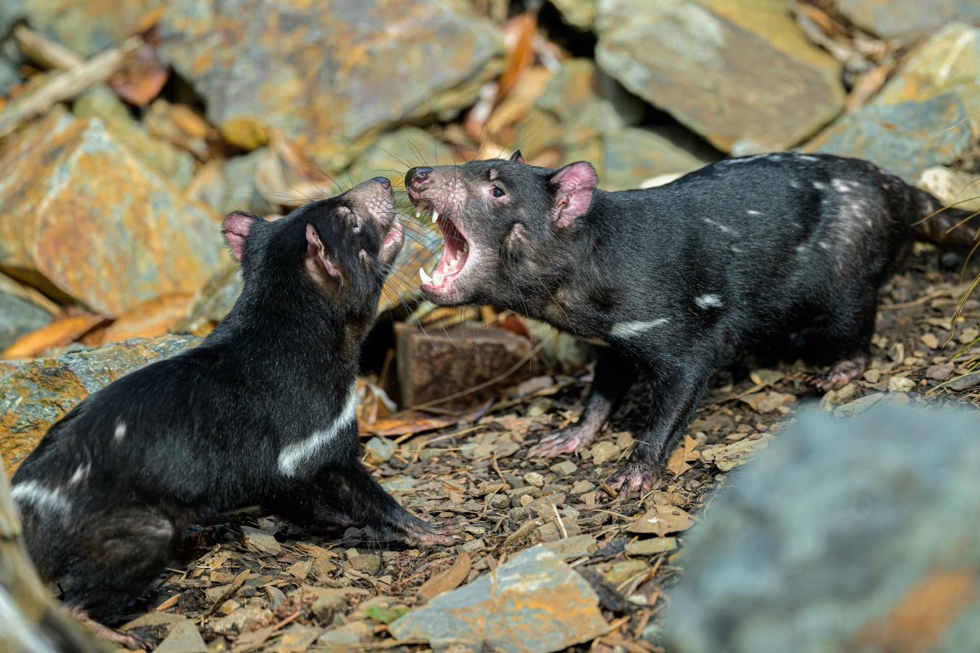 Tasmanian devils lack sweat glands to help regulate their body temperature, so the current daytime temperatures of around 15 °C encourage them to become more active. Their seemingly menacing lunges at one another are actually a normal form of communication in the world’s largest carnivorous marsupial. Our four Tasmanian devils often “chat” in this way, too. Photo: Petr Hamerník, Prague Zoo Tasmanian devils lack sweat glands to help regulate their body temperature, so the current daytime temperatures of around 15 °C encourage them to become more active. Their seemingly menacing lunges at one another are actually a normal form of communication in the world’s largest carnivorous marsupial. Our four Tasmanian devils often “chat” in this way, too. Photo: Petr Hamerník, Prague Zoo
