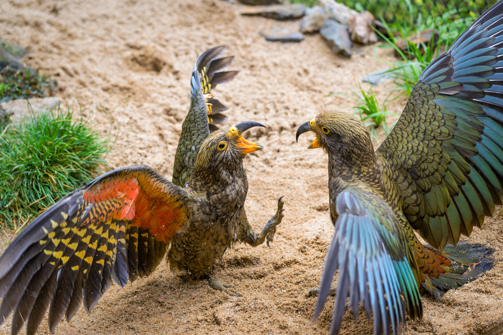 Foto Petr Hamerník, Zoo Praha