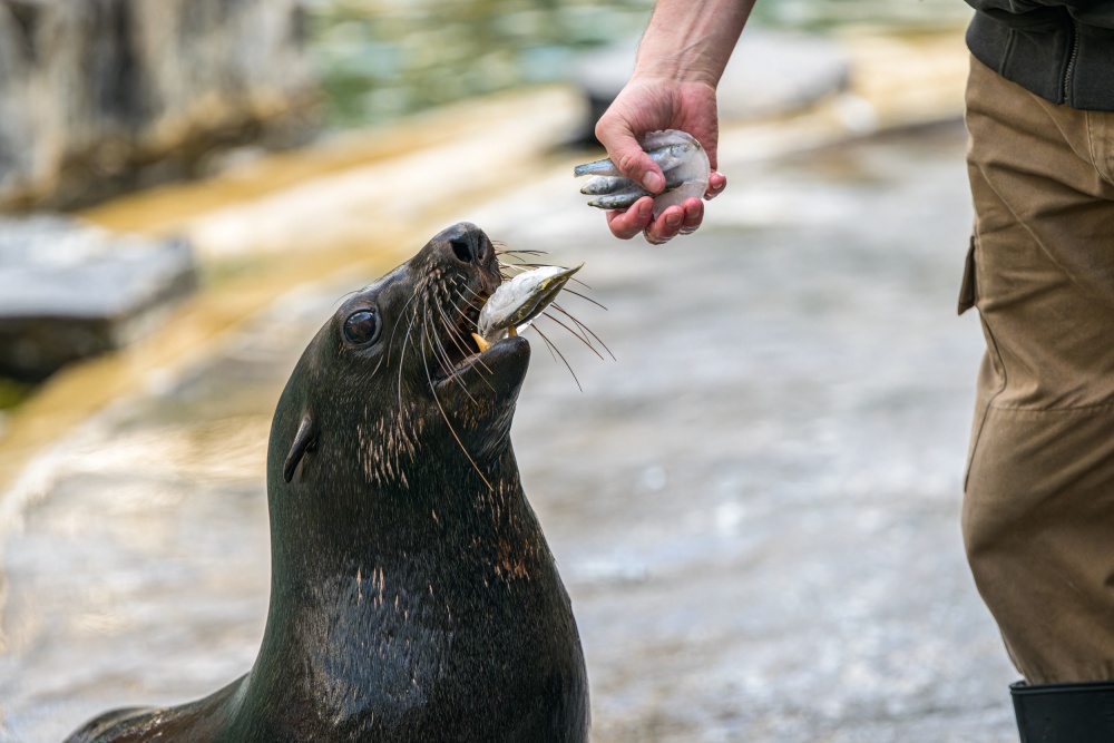 Velmi oblíbený je mezi návštěvníky Zoo Praha trénink a krmení lachtanů jihoafrických. Na Velikonoční pondělí ve 13.30 čeká lachtany navíc speciální velikonoční nadílka – ryby zamražené do tvaru vajec. Foto Petr Hamerník, Zoo Praha