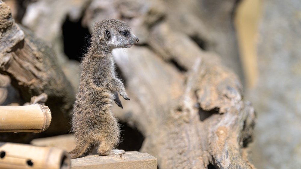 Kdo to stojí na stráži? Nejnovější přírůstek u surikat se v těchto dnech učí být platným členem své smečky. Foto Petr Hamerník, Zoo Praha