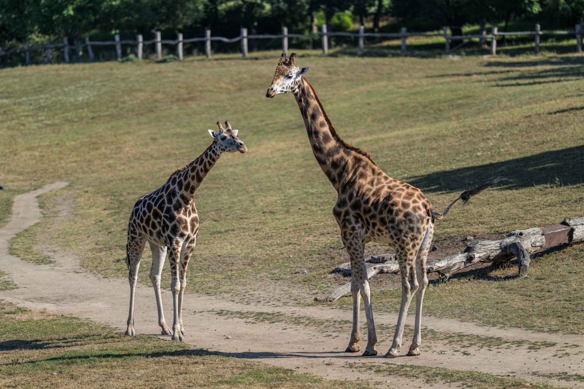 Finn’s height of over five metres stands out in comparison with other giraffes—especially the younger females, which are smaller. Photo: Petr Hamerník, Prague Zoo Finn’s height of over five metres stands out in comparison with other giraffes—especially the younger females, which are smaller. Photo: Petr Hamerník, Prague Zoo