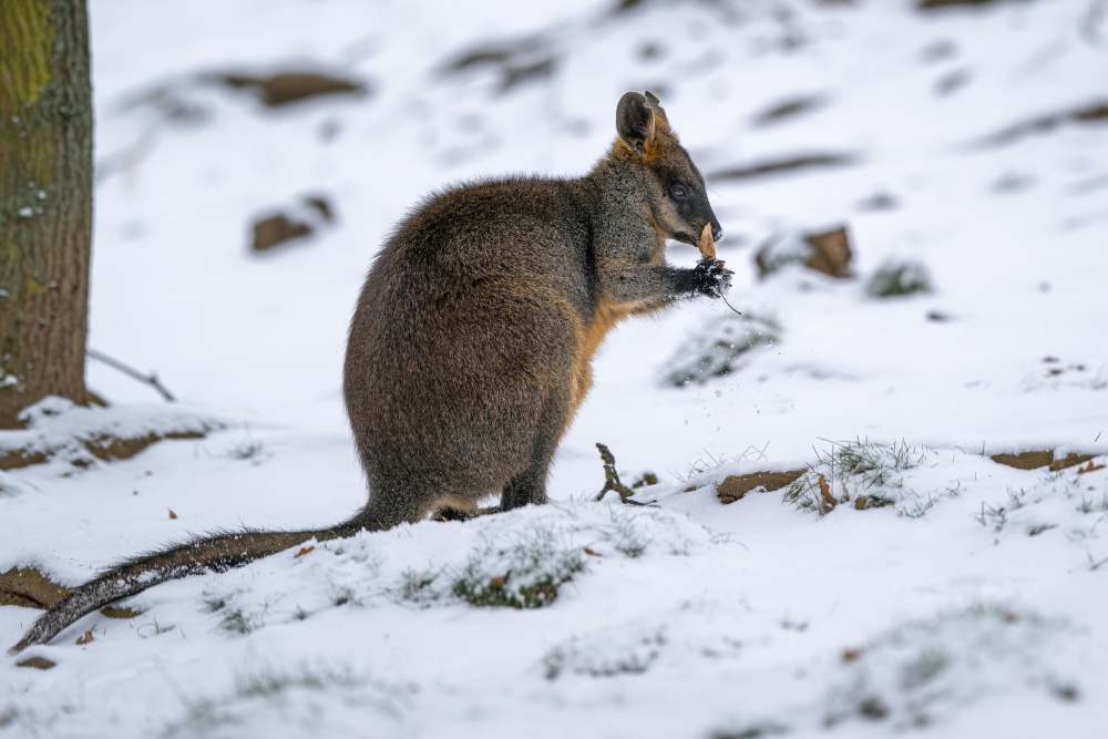 Pohled na klokany ve sněhu může Evropanům připadat zvláštní, ale řada druhů těchto vačnatců je na něj zvyklá i ve své domovině. Na snímku je klokan bažinný původem z jihovýchodní Austrálie. Foto Petr Hamerník, Zoo Praha