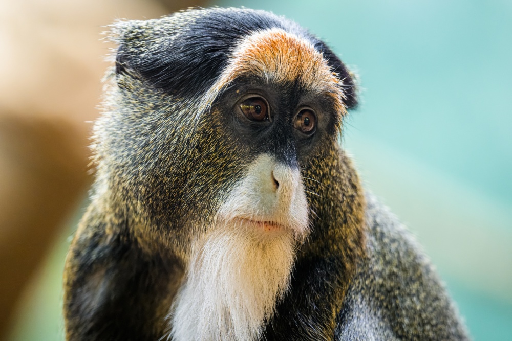 Kočkodani se dosud aklimatizovali v chovatelském zázemí po příchodu ze španělského Bioparku Valencia. Foto Petr Hamerník, Zoo Praha