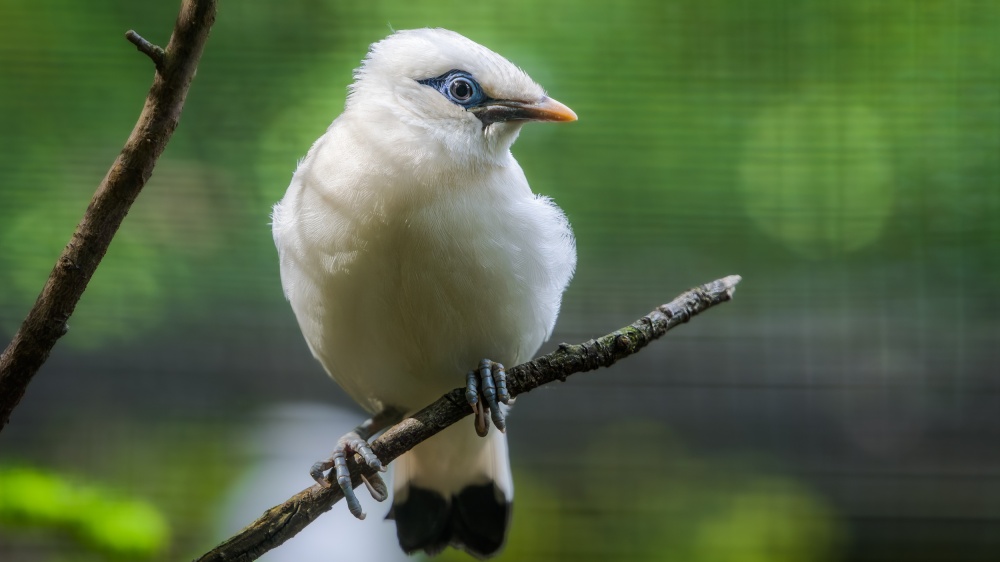 After five years Prague Zoo managed to successfully raise the critically endangered Bali myna. Photo Petr Hamerník, Prague Zoo