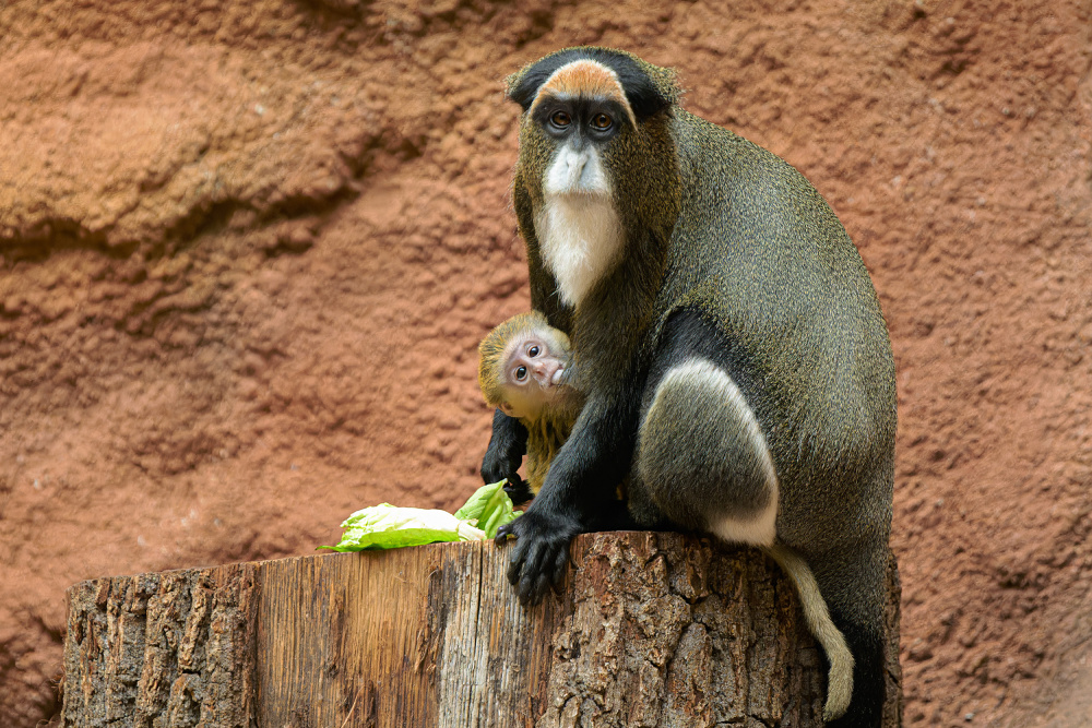 Foto Petr Hamerník, Zoo Praha