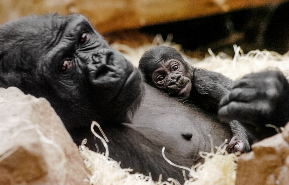 Who doesn't know the legendary Moja! The first gorilla baby to be born in Czech and Slovak zoos now lives in Spain, however, her daughter Duni is part of the gorilla group in Prague Zoo’s Dja Reserve – and, if all goes to plan, Moja will become a grandmother by the end of the year. Duni is currently pregnant. Source: Prague Zoo archive.