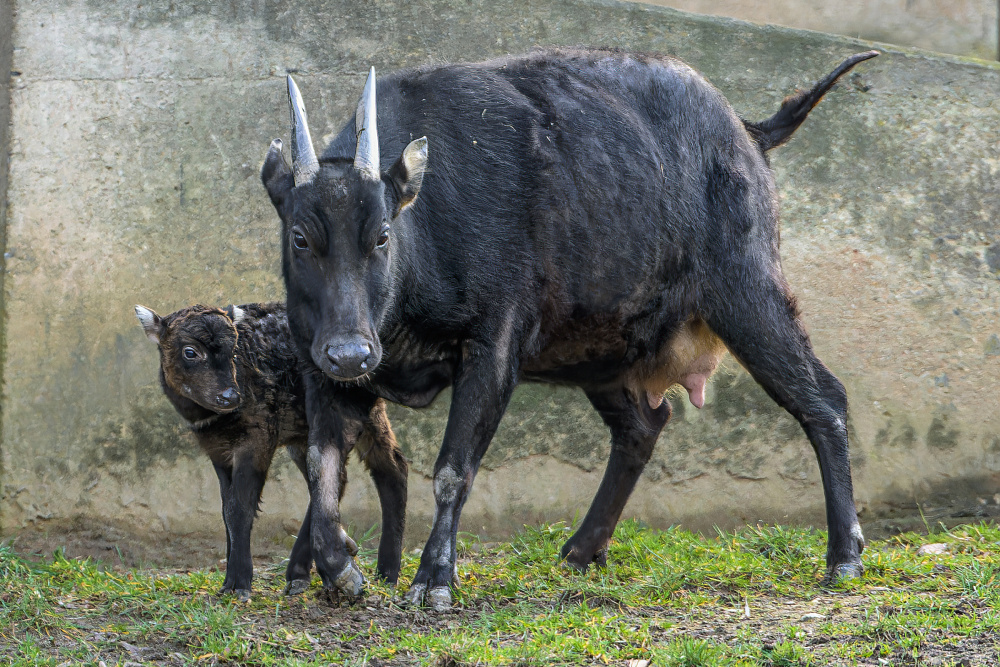 Foto Petr Hamerník, Zoo Praha