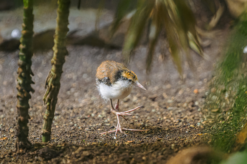 Foto Petr Hamerník, Zoo Praha