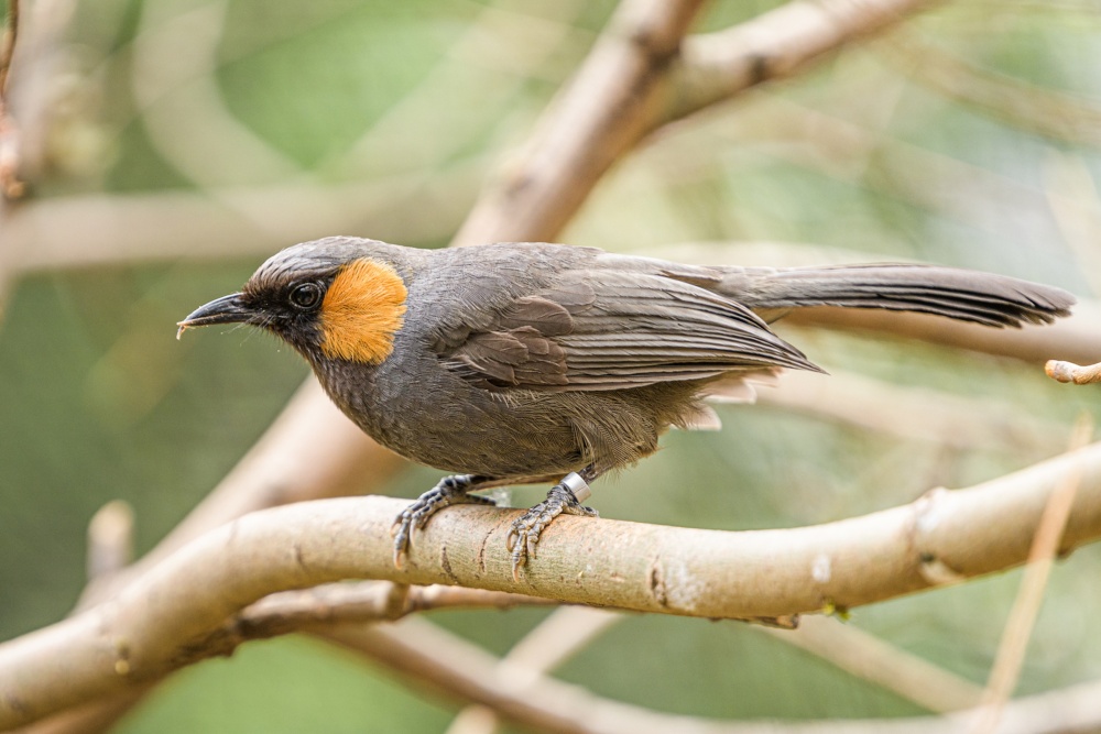 Visitors to Prague Zoo can observe the rufous-cheeked laughingthrush in the outdoor aviary in front of the Szechuan Pavilion, which opened this year. Prague Zoo was the first institution in the world to successfully rear this Asian songbird. Photo Petr Hamerník, Prague Zoo