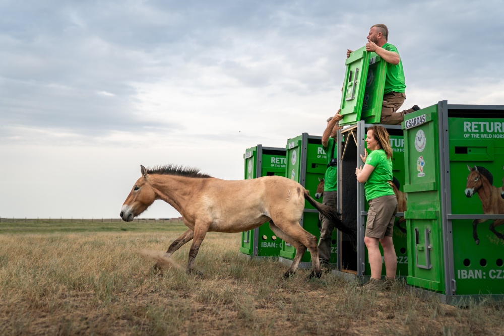 Vypouštění klisny Bűbaj do aklimatizační ohrady. Foto Oliver Le Que, Zoo Praha