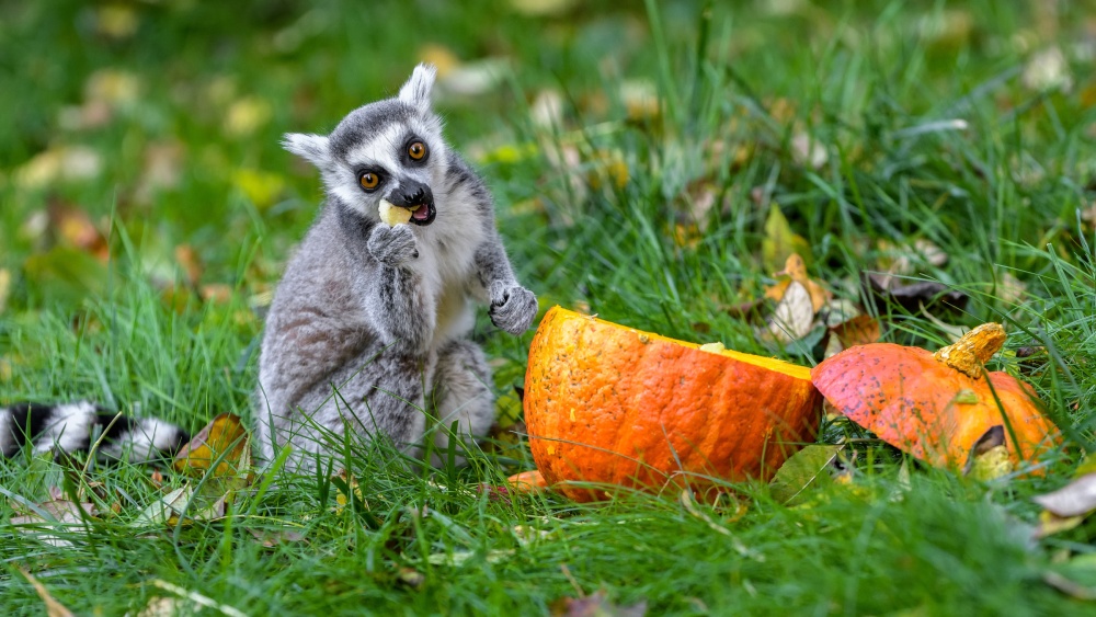 Lemur kata. Foto Petr Hamerník, Zoo Praha