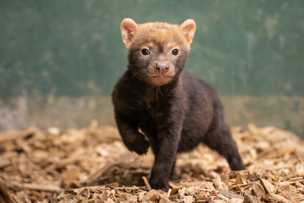 Foto Oliver Le Que, Zoo Praha