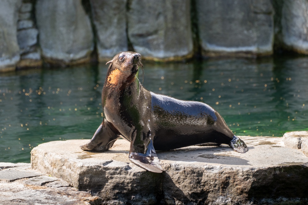 Mladý samec Oslo dorazil do Prahy z belgické Pairi Daizy. Foto Oliver Le Que, Zoo Praha