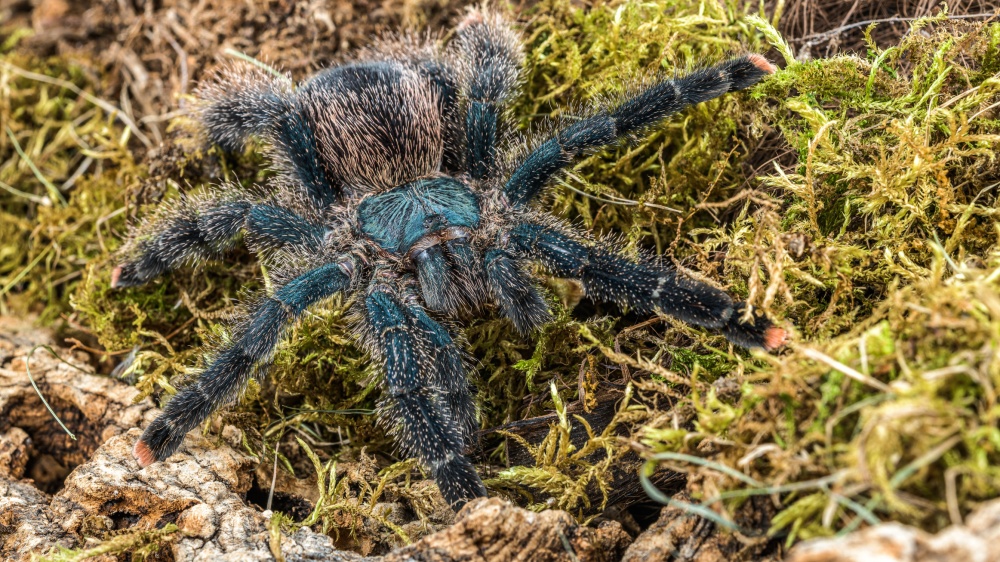 Na výstavě sklípkanů v Zoo Praha si návštěvníci prohlédnou na čtyři desítky druhů pavouků včetně těch pestře zbarvených, jako je jihoamerický sklípkan kovový (Avicularia metallica). Foto Petr Hamerník, Zoo Praha