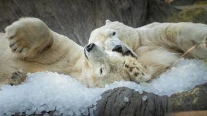 Lední medvědi Gregor a Aleut si užívají tuny ledových kostek. Fotografie je pořízená v červenci 2025. Foto Oliver Le Que, Zoo Praha