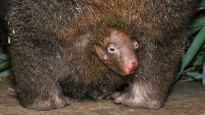 Otvor vaku vombatů směřuje na rozdíl od toho klokaního směrem dozadu. Návštěvníci by tak měli po hlavě mláděte pátrat v zadních partiích jeho matky, samice Winkleigh. Foto Roman Vodička, Zoo Praha