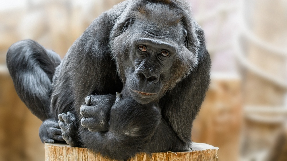 Nejstarší členka pražské gorilí skupiny samice Kamba. Foto Petr Hamerník, Zoo Praha