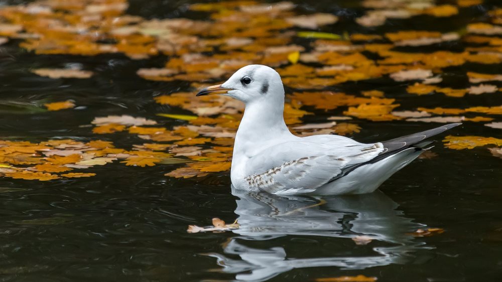 Foto: Petr Hamerník, Zoo Praha
