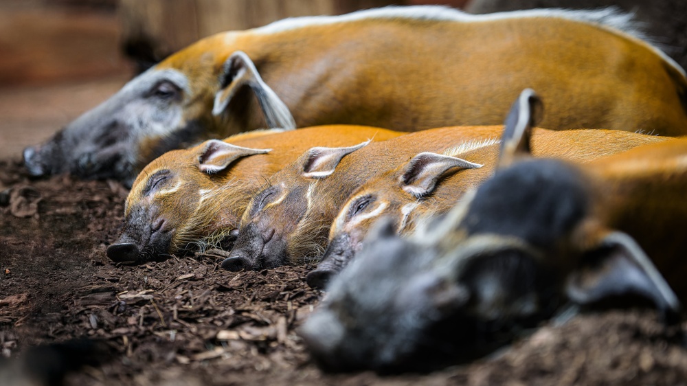 V Zoo Praha lze spatřit – navíc bez nutnosti se postit – také „zlatá prasátka“. Jde o pestře zbarvené štětkouny africké z pralesů střední Afriky. V Zoo Praha obývá pětičlenná skupina pavilon Rezervace Dja. Foto Petr Hamerník, Zoo Praha