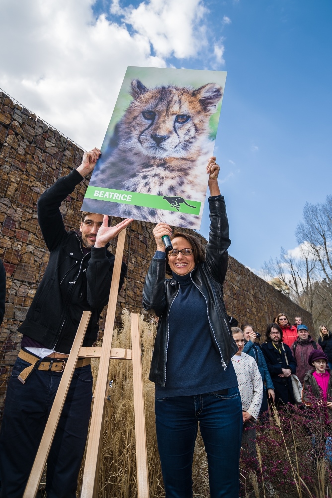 Beatrice – jednu ze čtyř gepardích samiček pokřtila primátorka hl. m. Prahy Adriana Krnáčová společně s moderním pětibojařem Davidem Svobodou. Foto: Petr Hamerník, Zoo Praha 