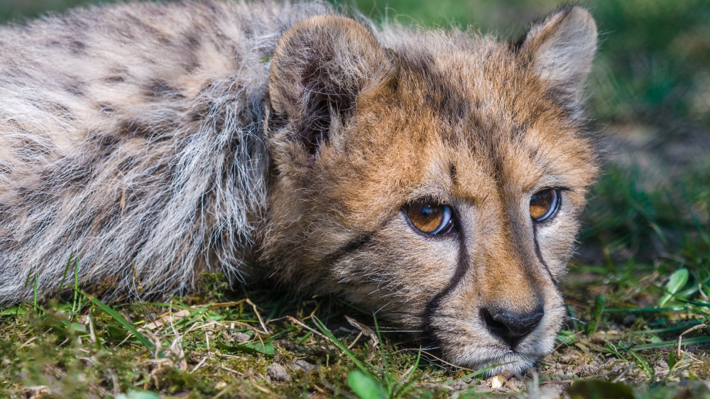 Dvacet dní staré gepardí mládě, které se narodilo 21. listopadu. Foto: Petr Hamerník, Zoo Praha