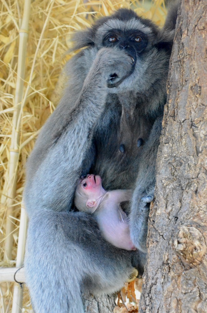 Samice gibona stříbrného Alangalang se svým prvním mládětem.  Foto: Vít Lukáš, Zoo Praha