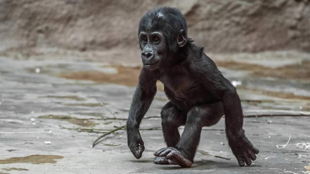 Foto: Petr Hamerník, Zoo Praha