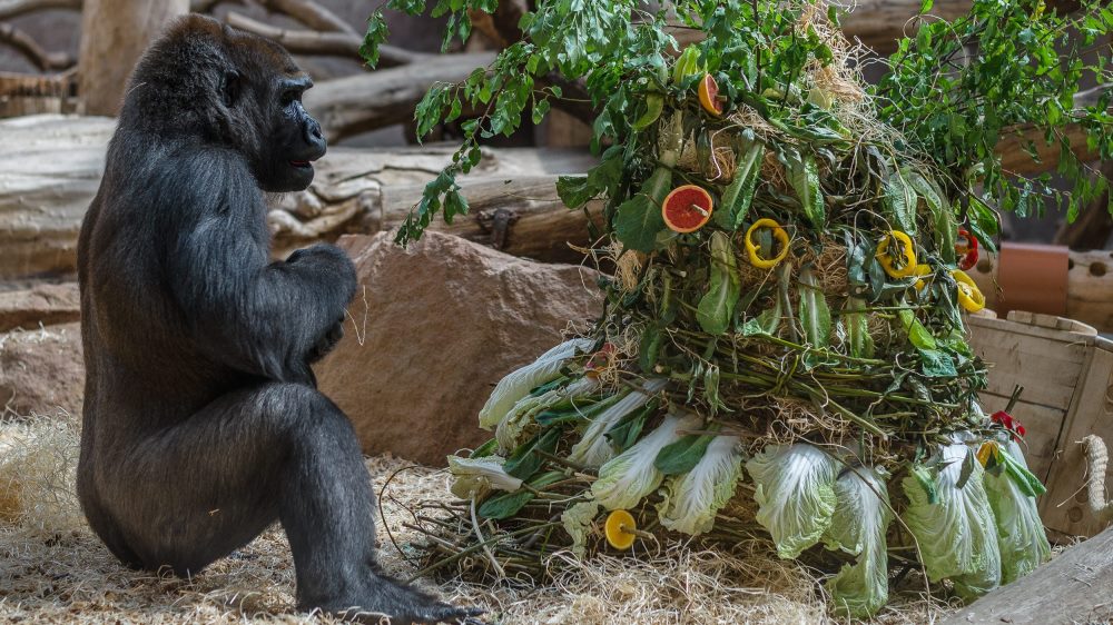 Oslava dvacátých narozenin gorily Bikiry. Foto: Petr Hamerník, Zoo Praha