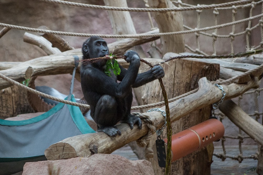 Pomlázky z čerstvého proutí gorily labužnicky obíraly, pochutnával si i sameček Nuru. Foto: Václav Šilha, Zoo Praha.