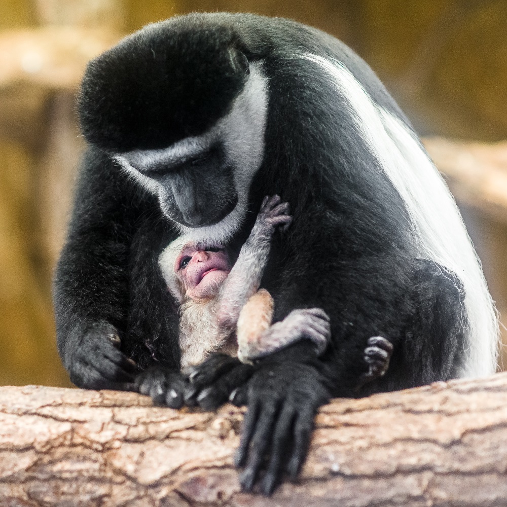 Během probíhajících křtin se dnes narodilo druhé mládě guerézy pláštíkové, matkou je samice Lucie. Foto: Petr Hamerník, Zoo Praha
