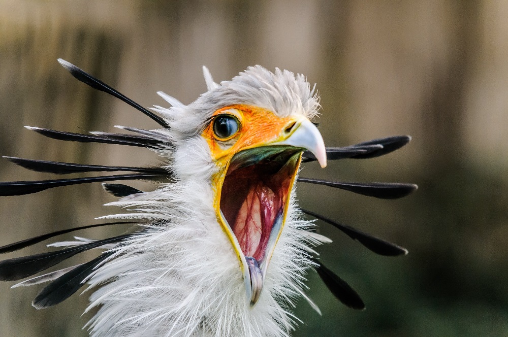 Hadilov písař dostal jméno podle typických na hlavě prodloužených per. Foto: Petr Hamerník, Zoo Praha